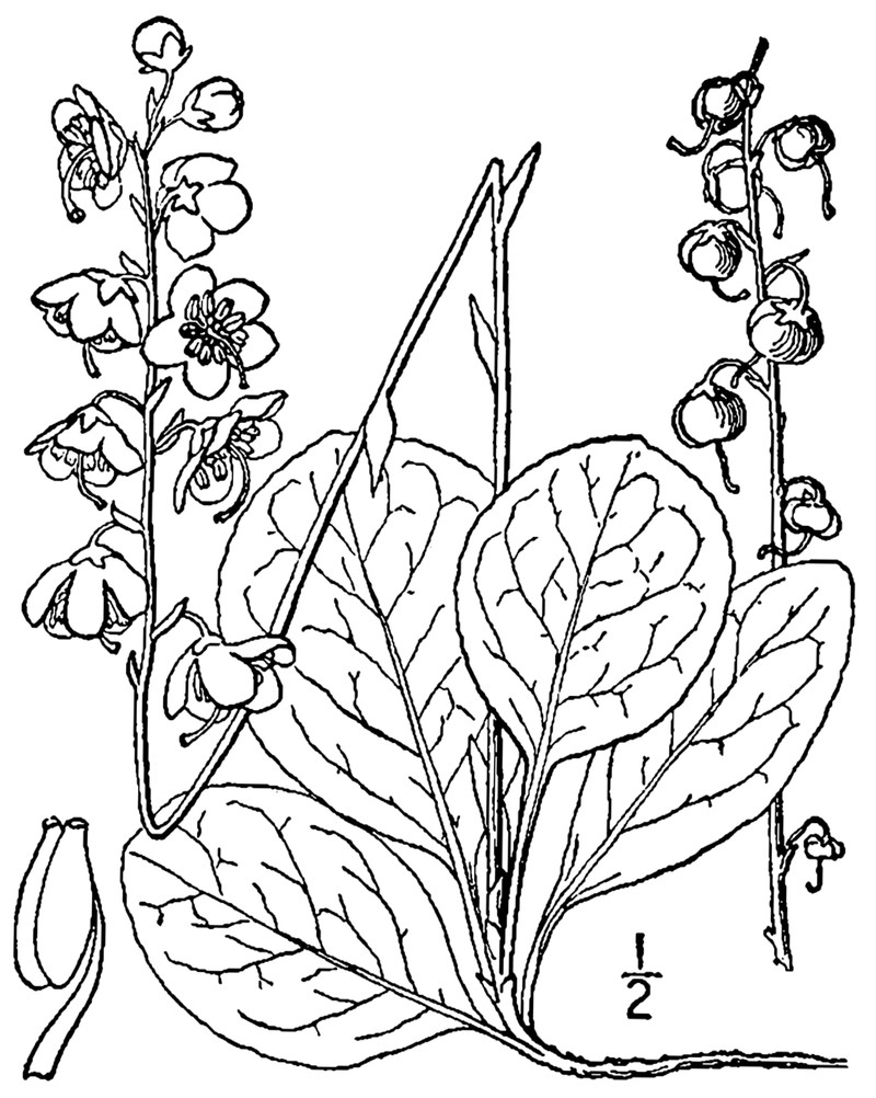 American Wintergreen