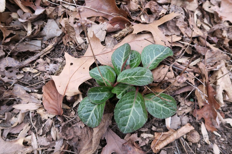 American Wintergreen photo 2