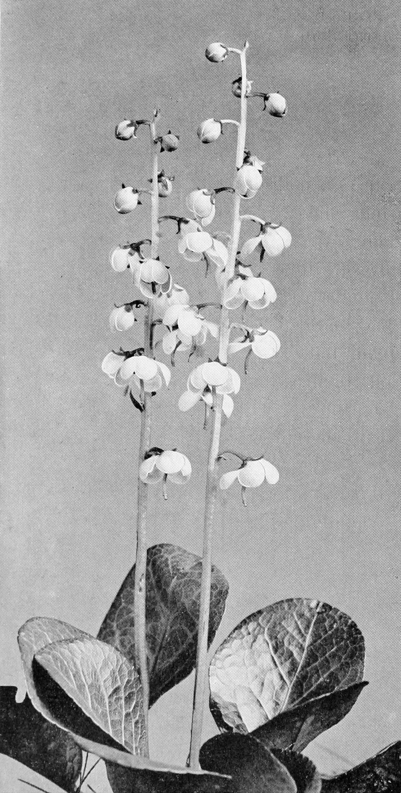 American Wintergreen photo 3