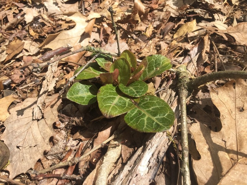 American Wintergreen photo 3