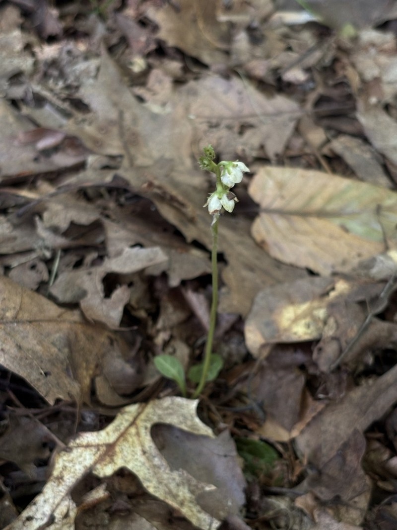 American Wintergreen photo 4