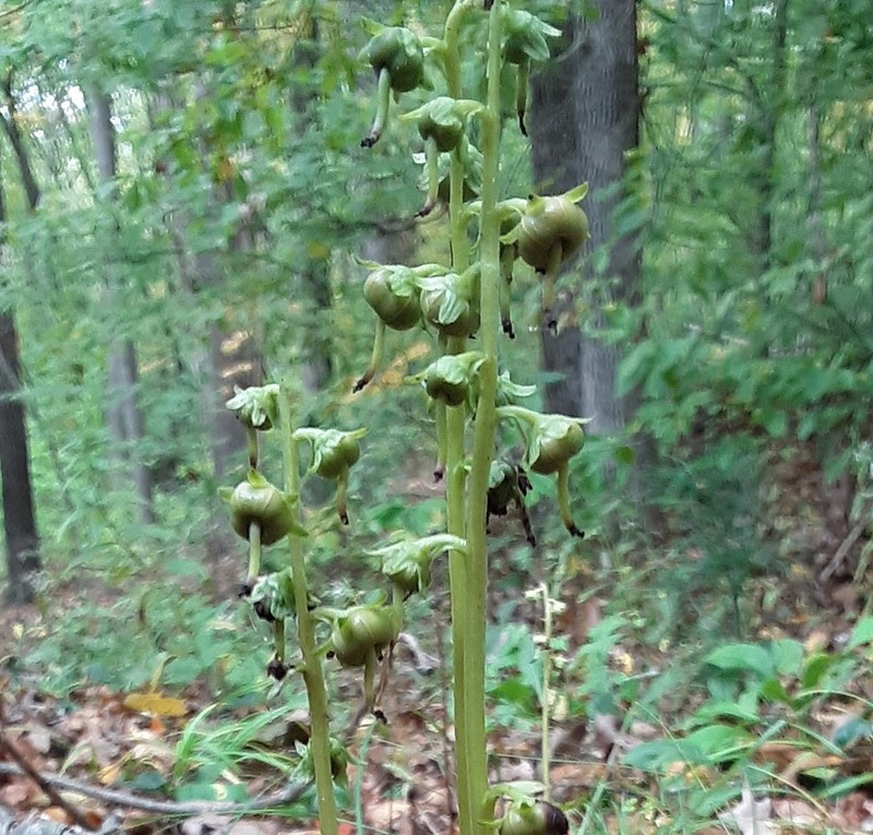 American Wintergreen photo 5