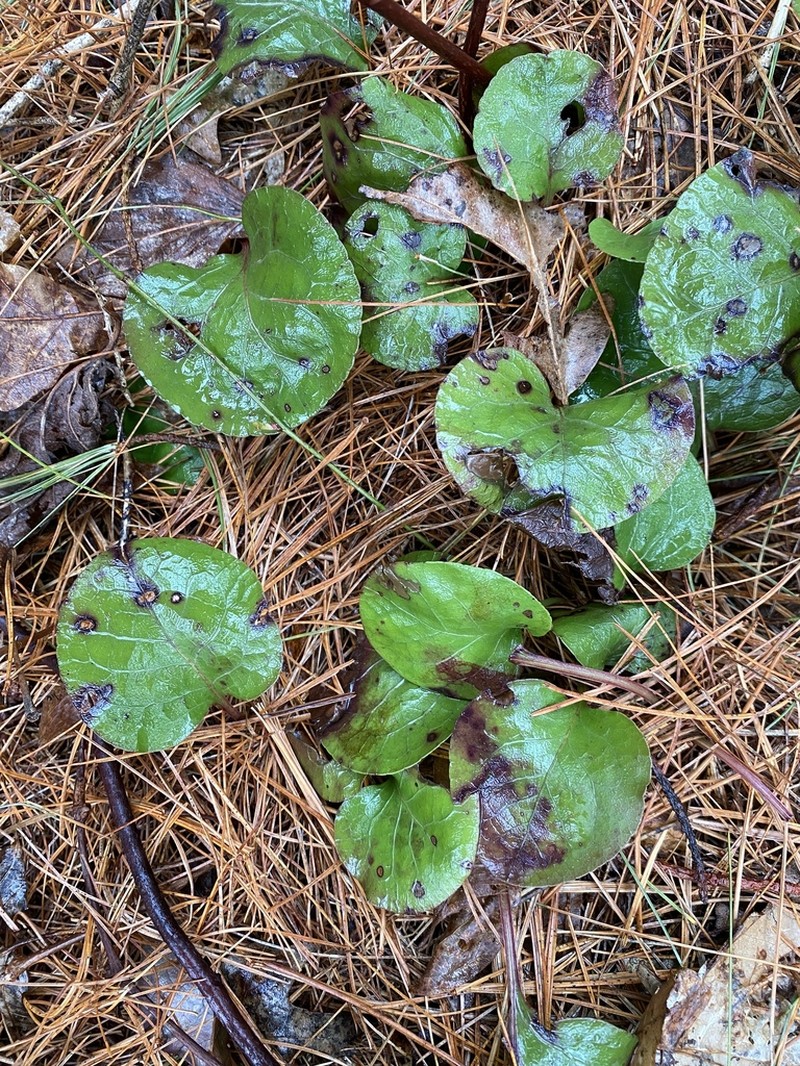 American Wintergreen photo 6