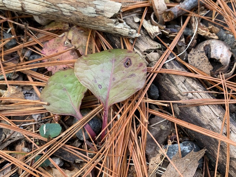 American Wintergreen photo 7