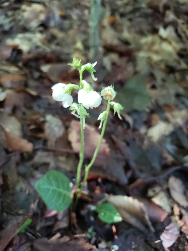 American Wintergreen photo 8