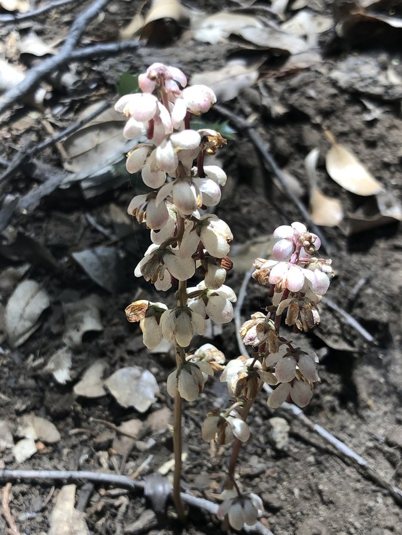 Pyrola aphylla