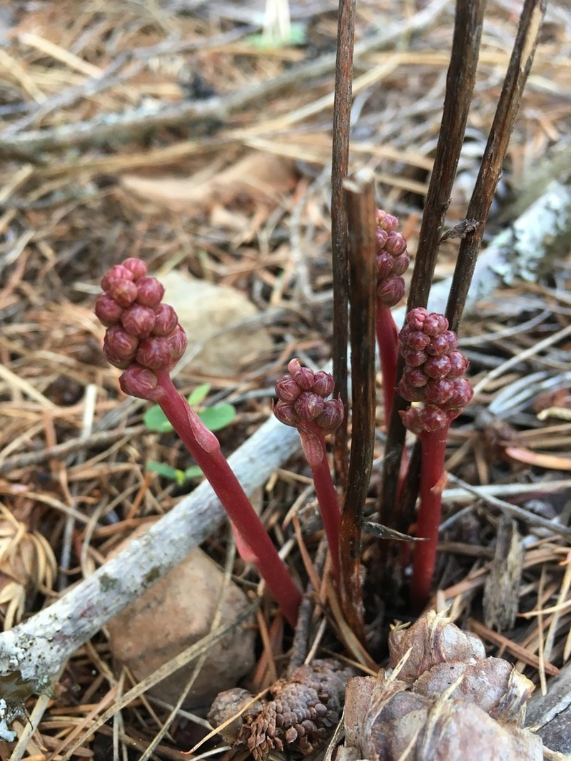 Pyrola aphylla photo 2