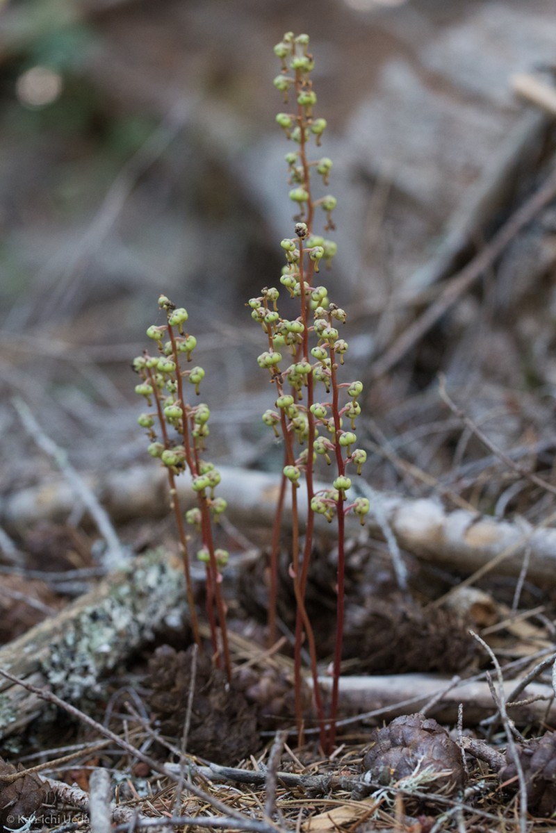 Pyrola aphylla photo 3