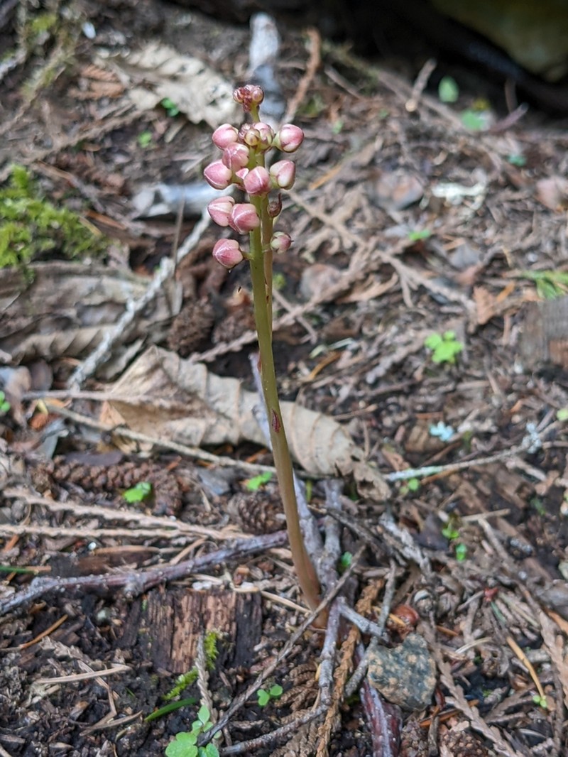 Pyrola aphylla photo 4