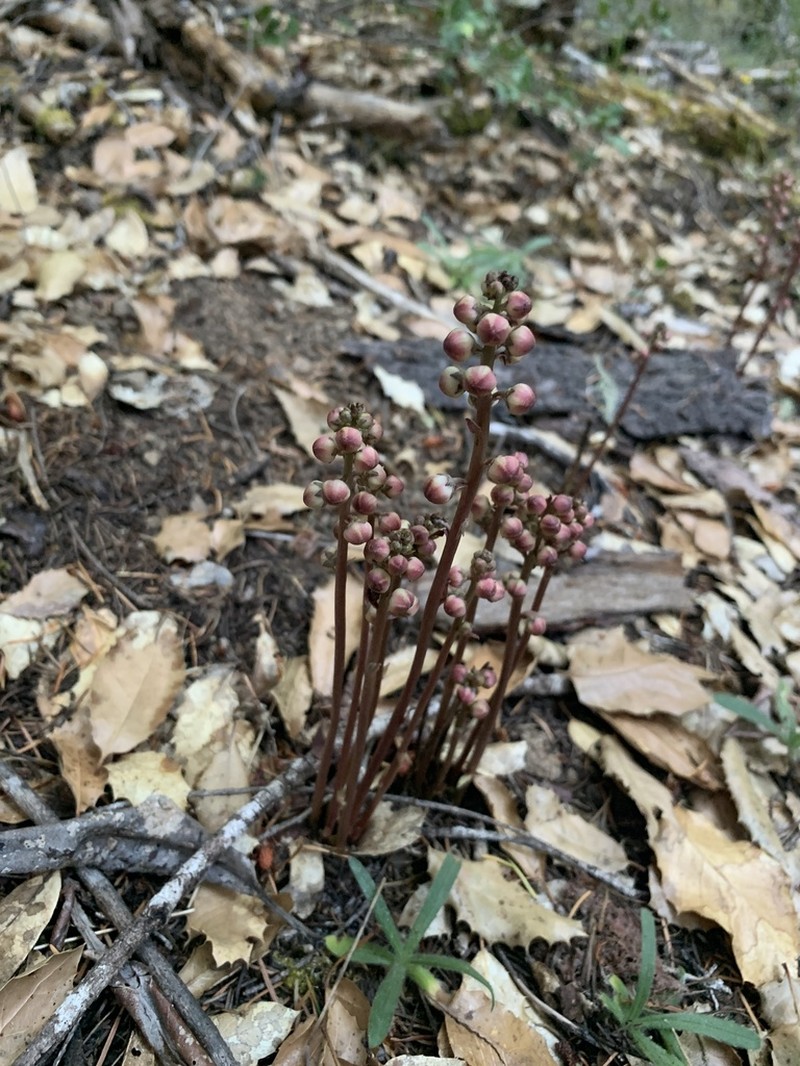 Pyrola aphylla photo 5