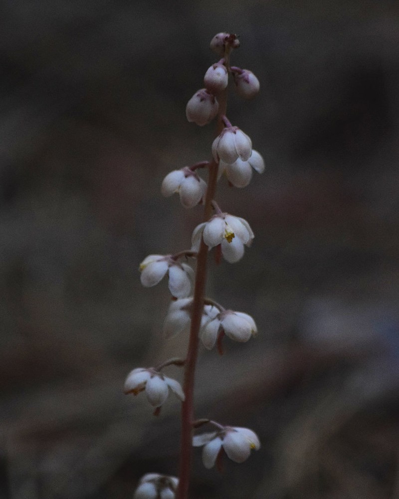 Pyrola aphylla photo 6