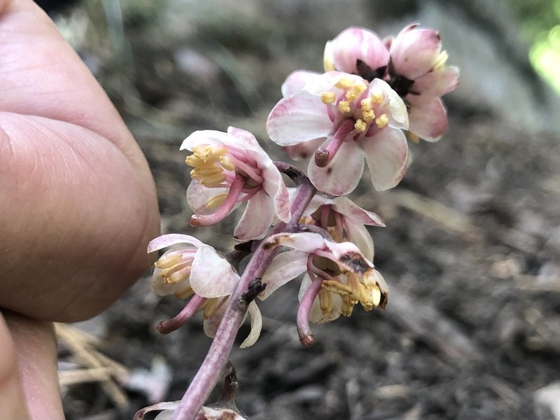 Pyrola aphylla photo 7