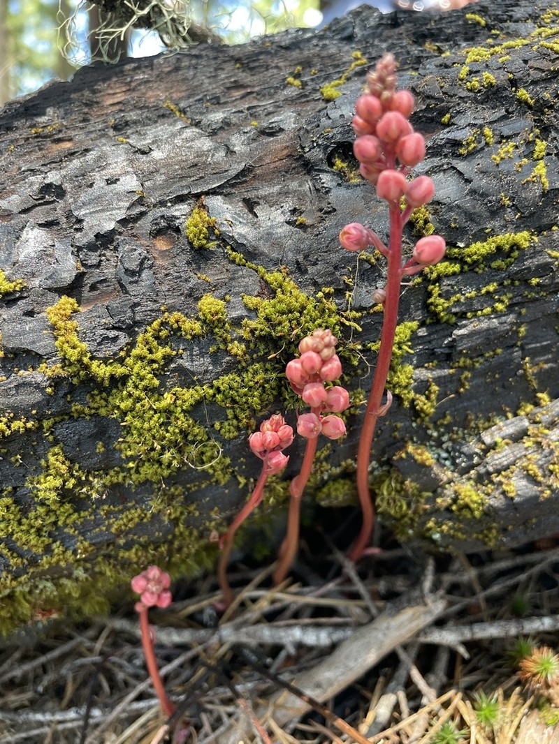 Pyrola aphylla photo 8