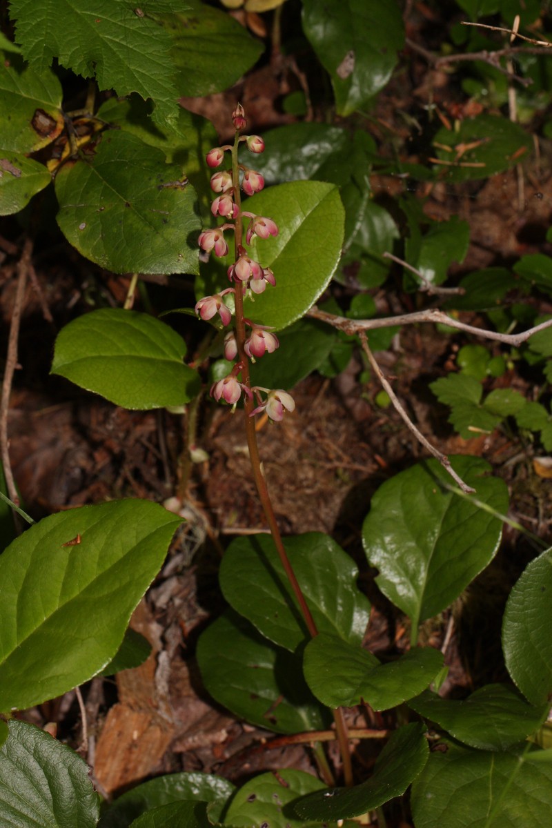 Liverleaf Wintergreen