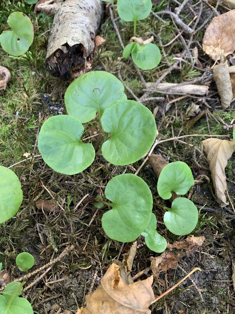 Liverleaf Wintergreen photo 2