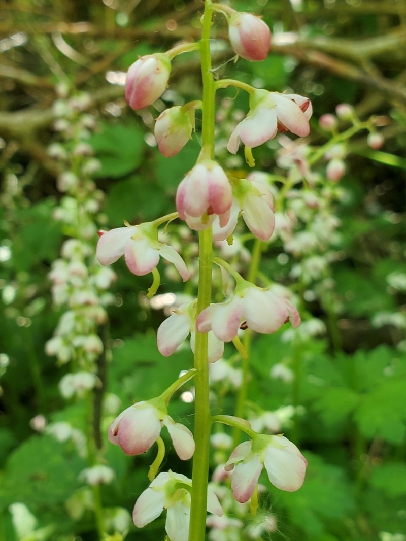Liverleaf Wintergreen photo 3