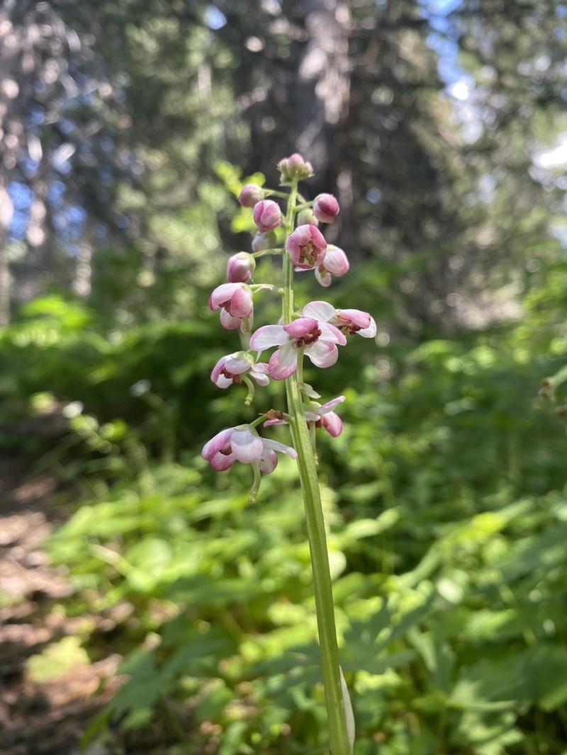 Liverleaf Wintergreen photo 4
