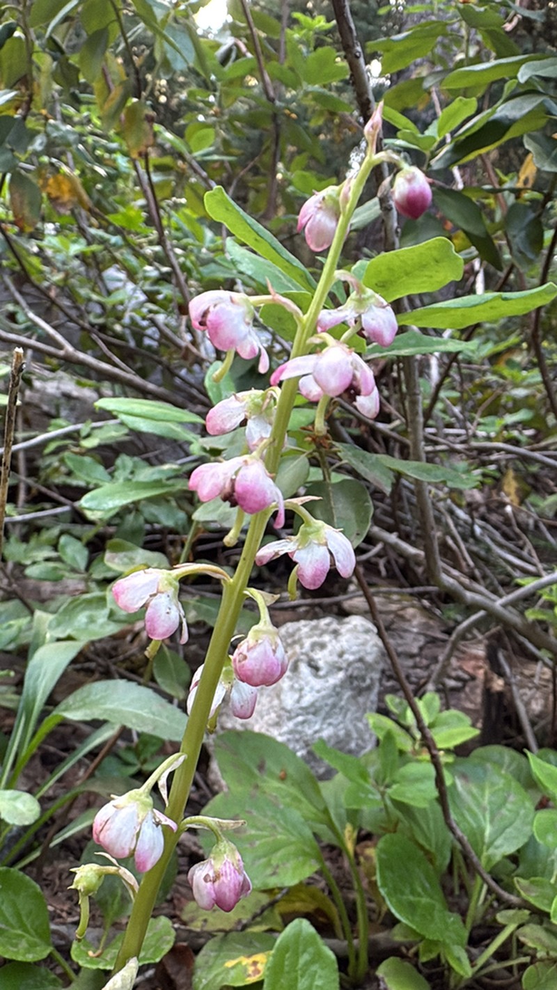 Liverleaf Wintergreen photo 5