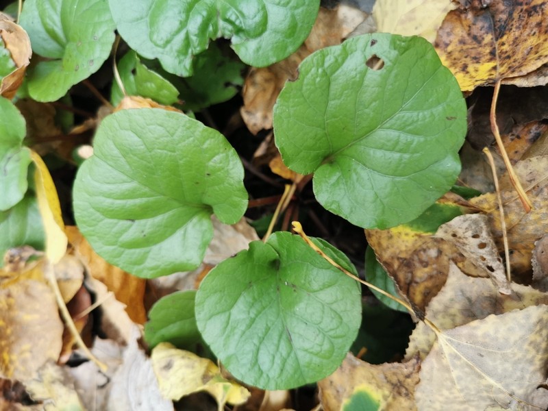 Liverleaf Wintergreen photo 6
