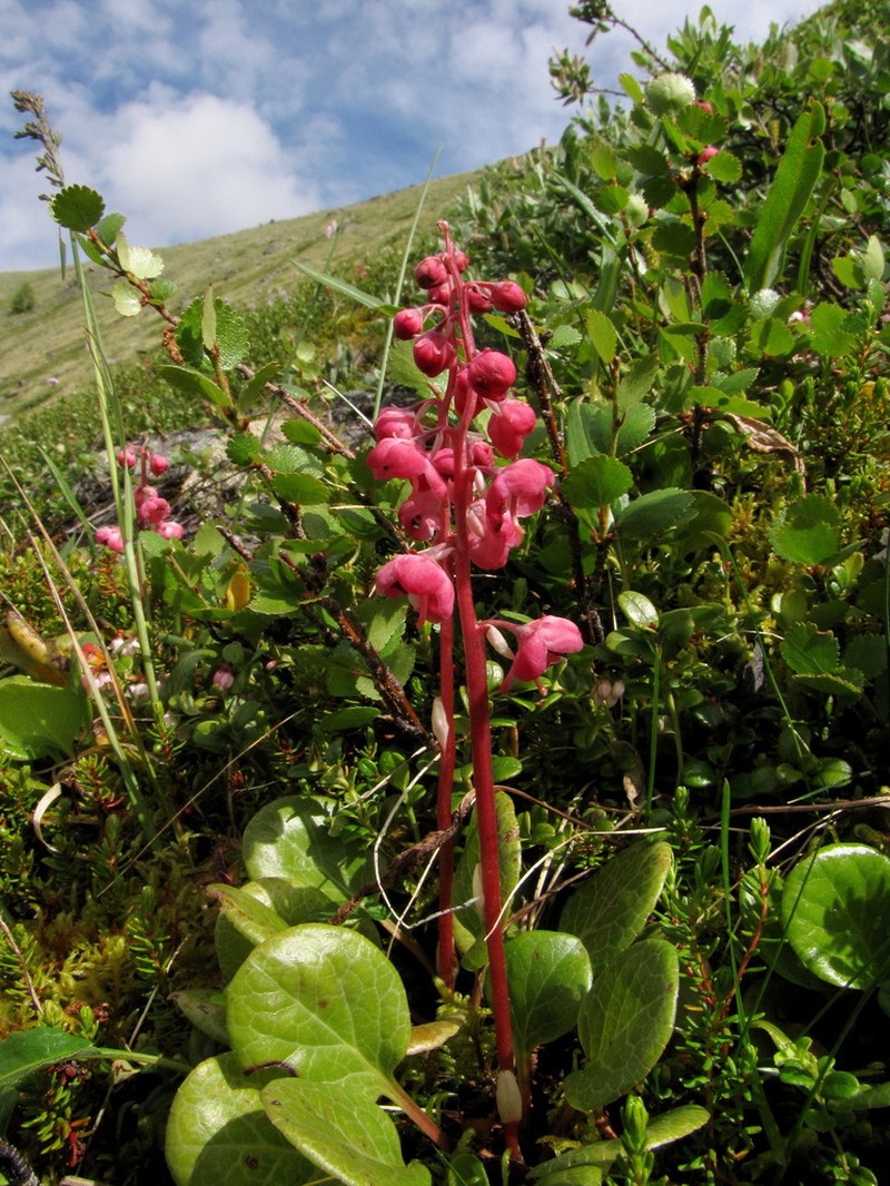 Liverleaf Wintergreen photo 7