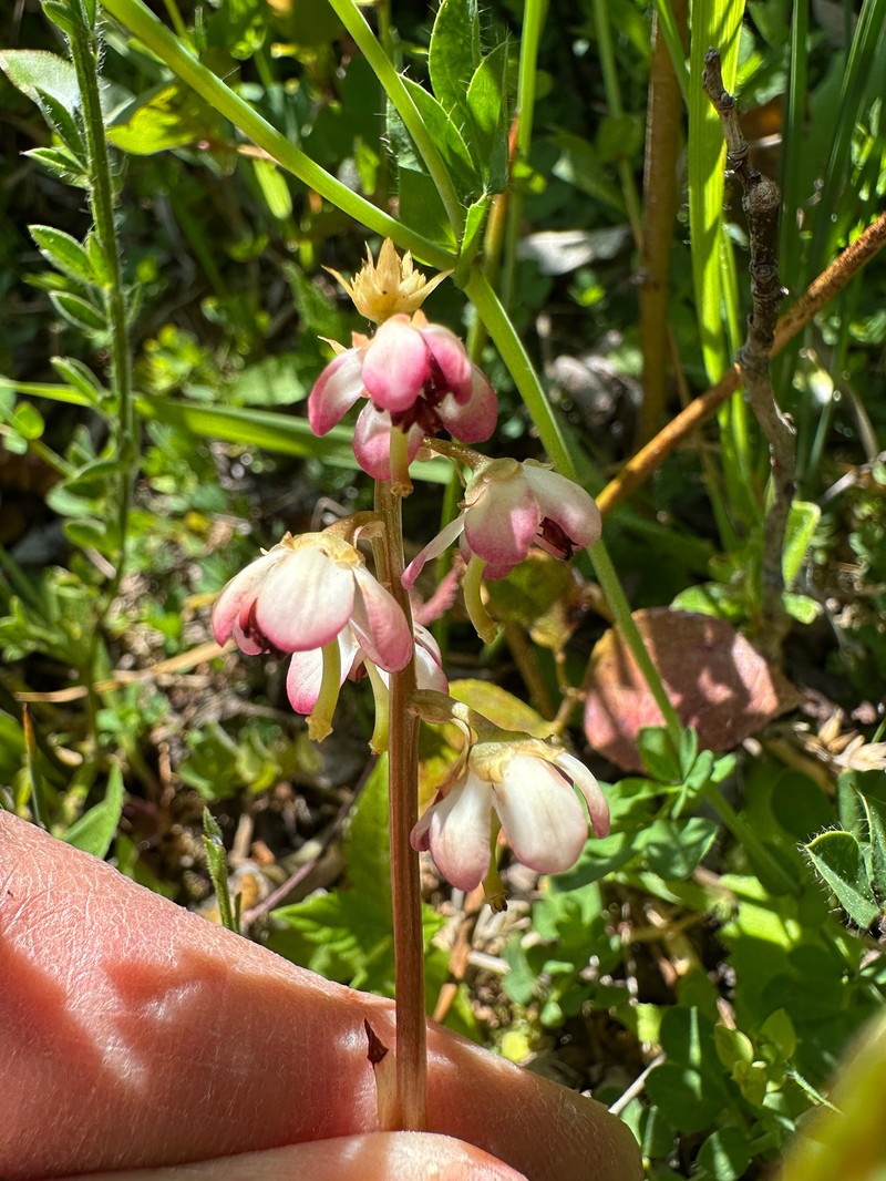 Pyrola asarifolia subsp. asarifolia photo 2
