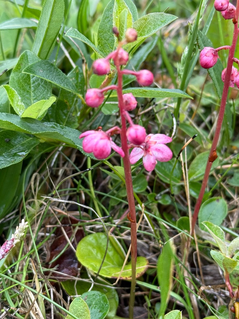 Pyrola asarifolia subsp. asarifolia photo 3