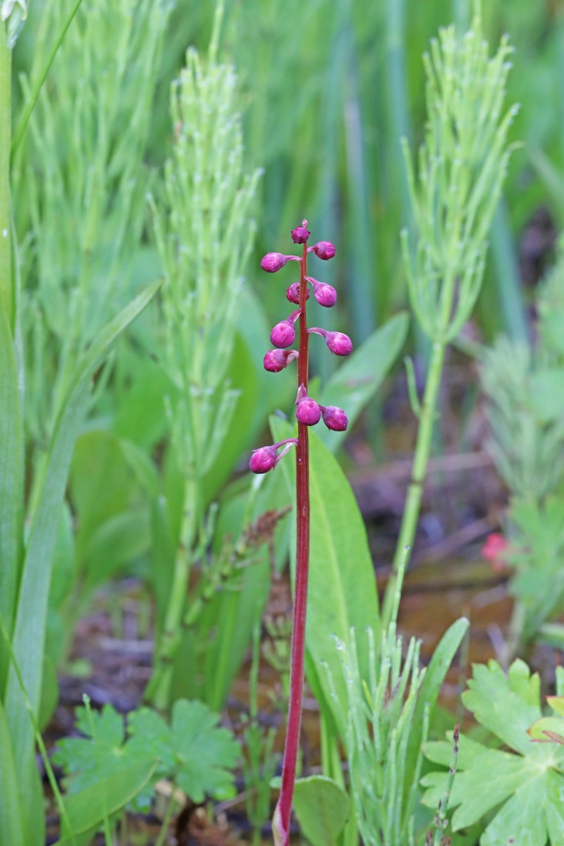 Pyrola asarifolia subsp. asarifolia photo 4