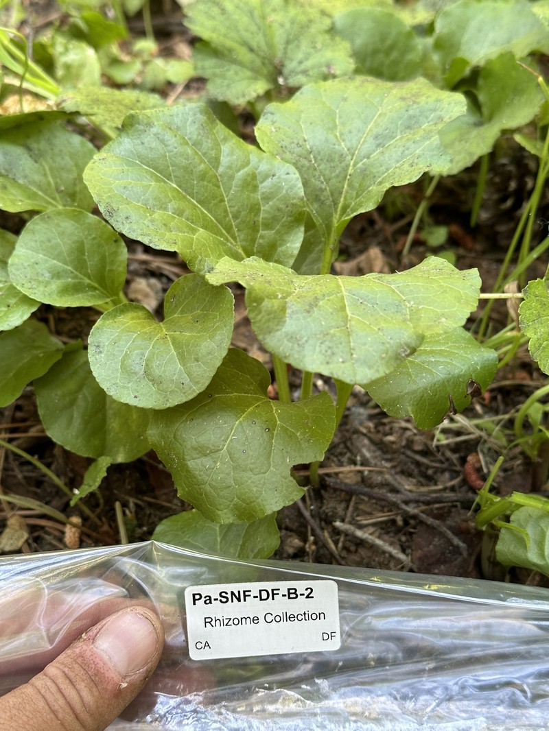 Pyrola asarifolia subsp. asarifolia photo 5
