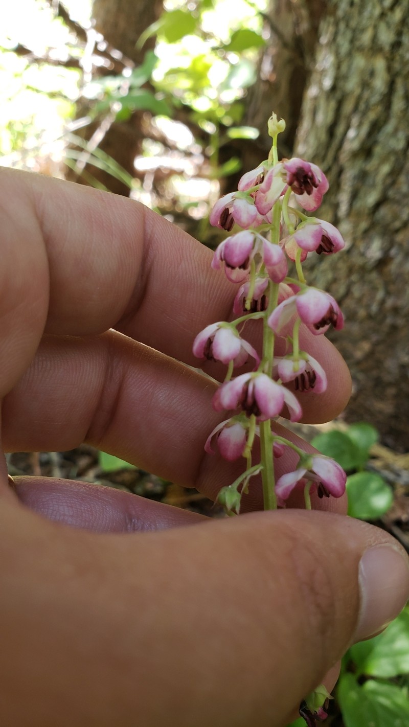 Pyrola asarifolia subsp. asarifolia photo 6