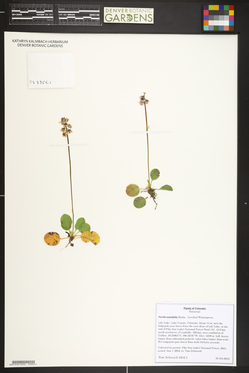 Pyrola asarifolia subsp. asarifolia photo 7