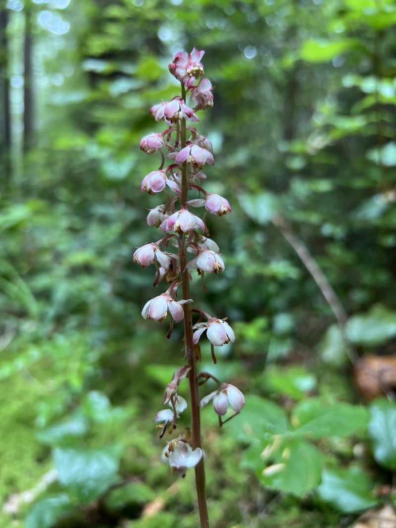 Pyrola asarifolia subsp. bracteata