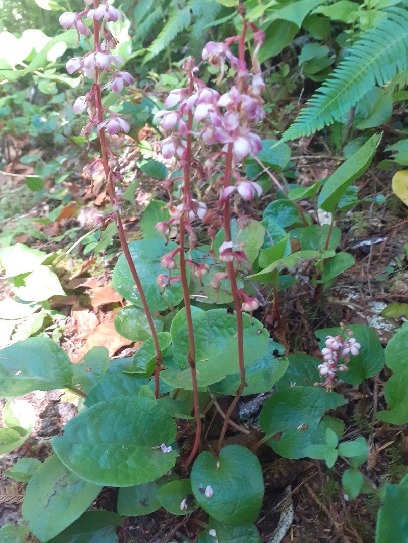 Pyrola asarifolia subsp. bracteata photo 2