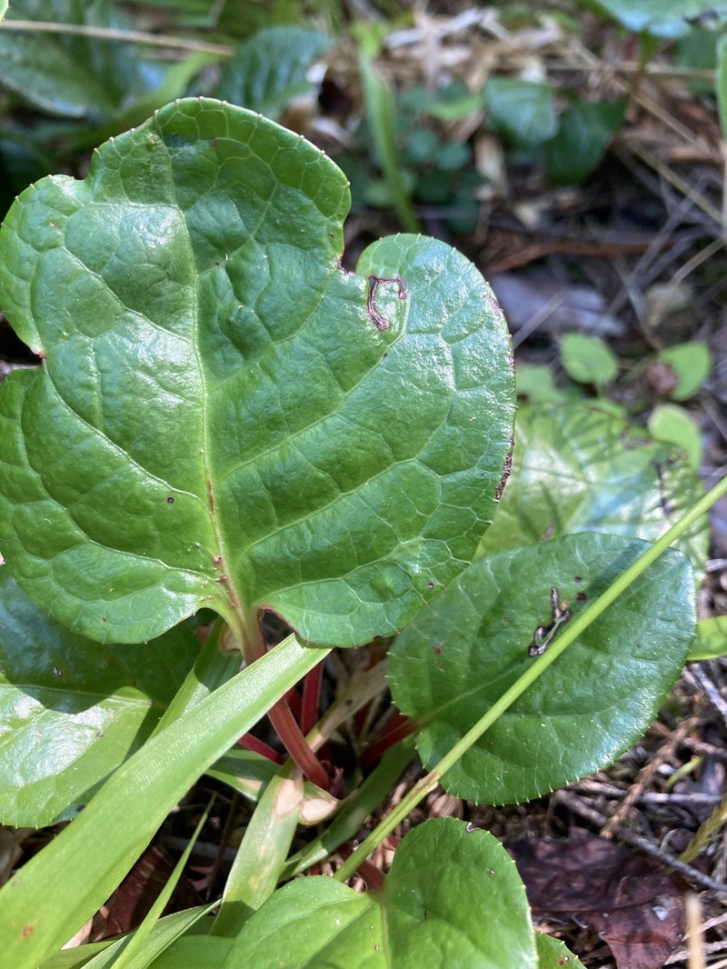 Pyrola asarifolia subsp. bracteata photo 3