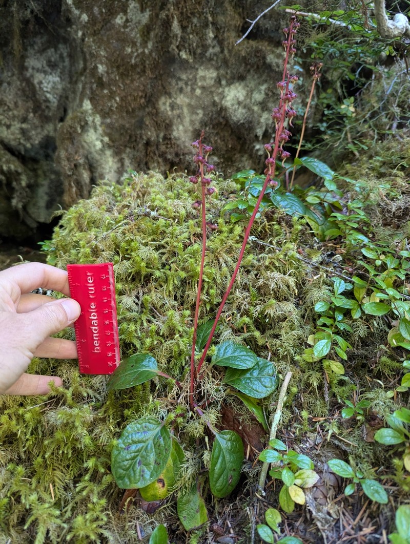 Pyrola asarifolia subsp. bracteata photo 4