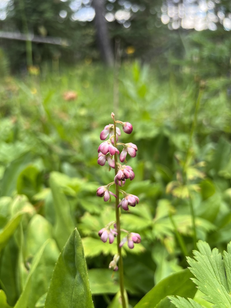 Pyrola asarifolia subsp. bracteata photo 5