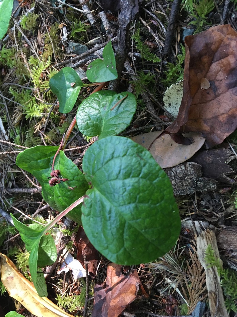 Pyrola asarifolia subsp. bracteata photo 6