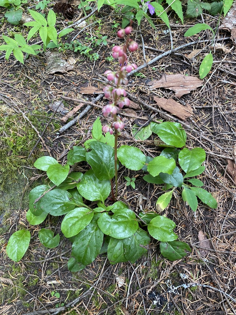 Pyrola asarifolia subsp. bracteata photo 7