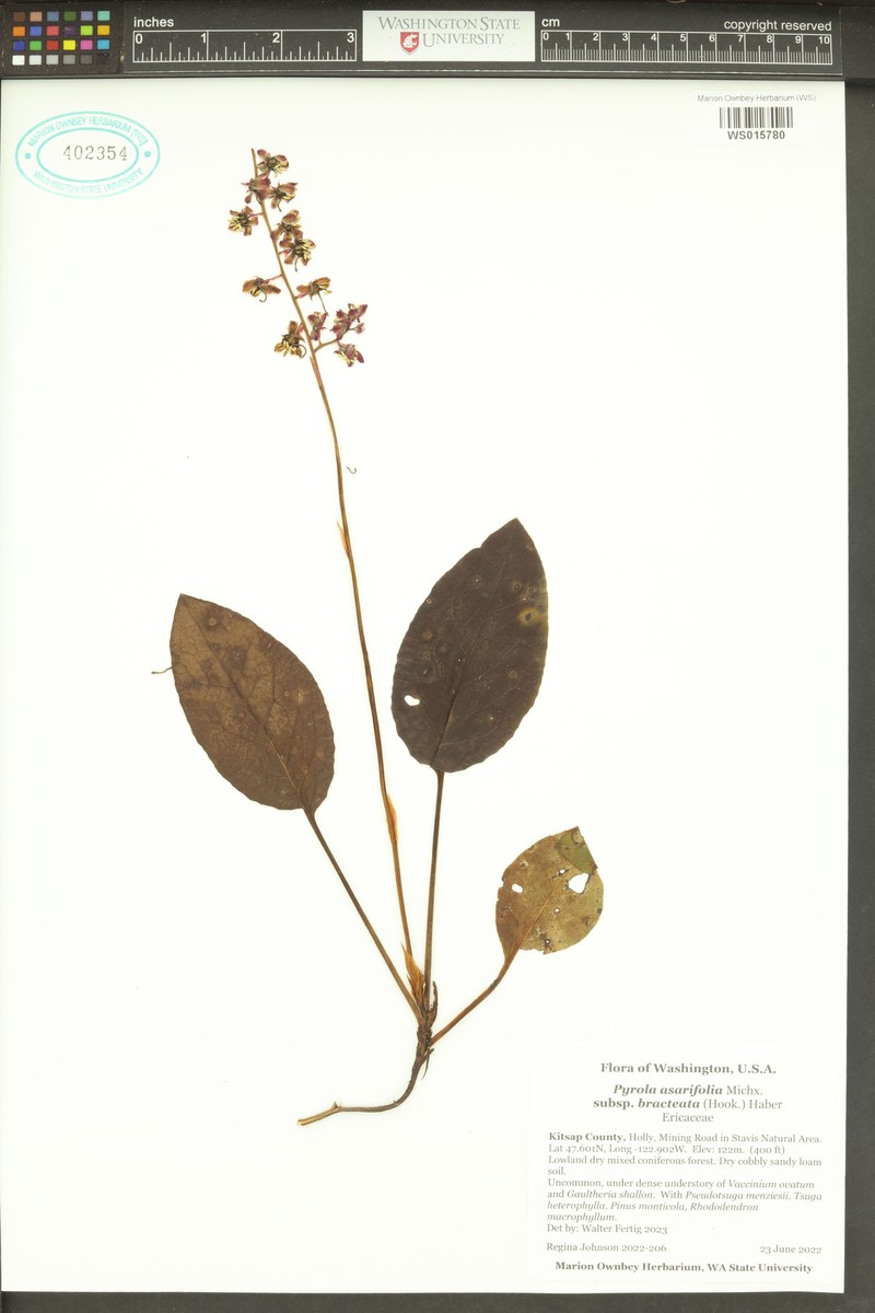 Pyrola asarifolia subsp. bracteata photo 8