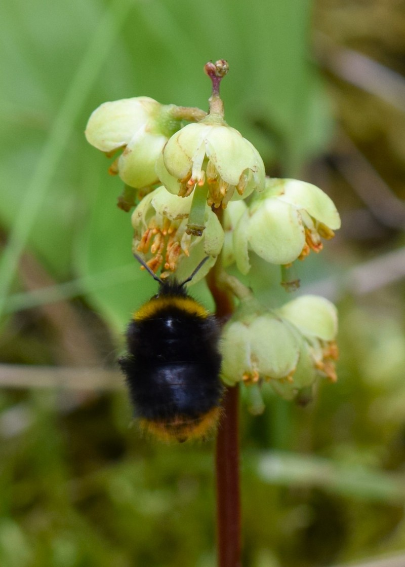 Greenflowered Wintergreen photo 2