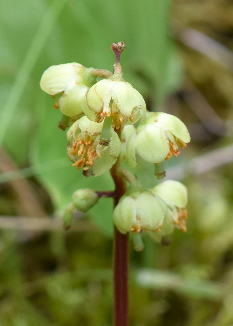 Greenflowered Wintergreen photo 3