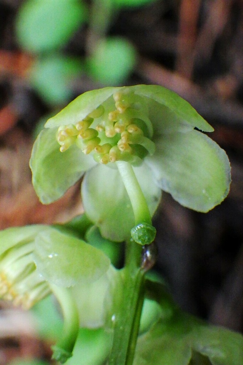 Greenflowered Wintergreen photo 3