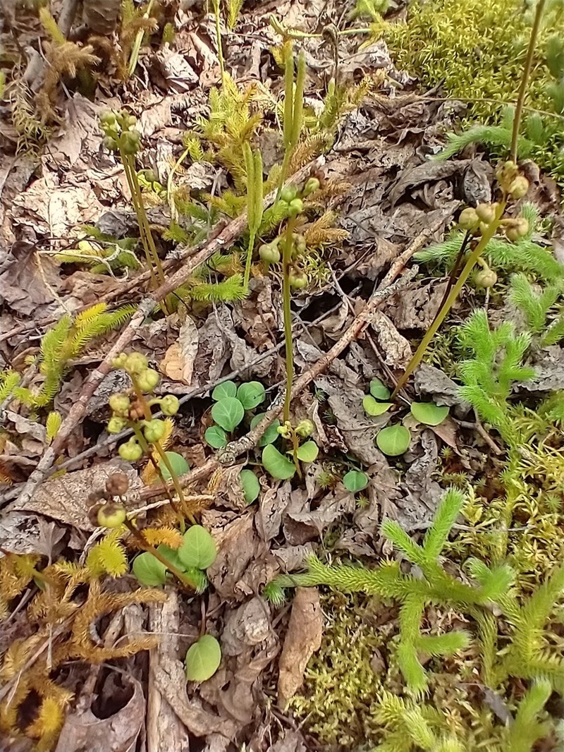 Greenflowered Wintergreen photo 4