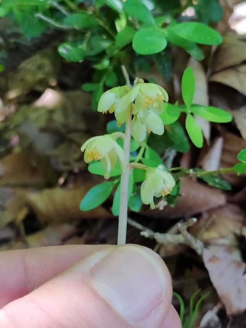 Greenflowered Wintergreen photo 5