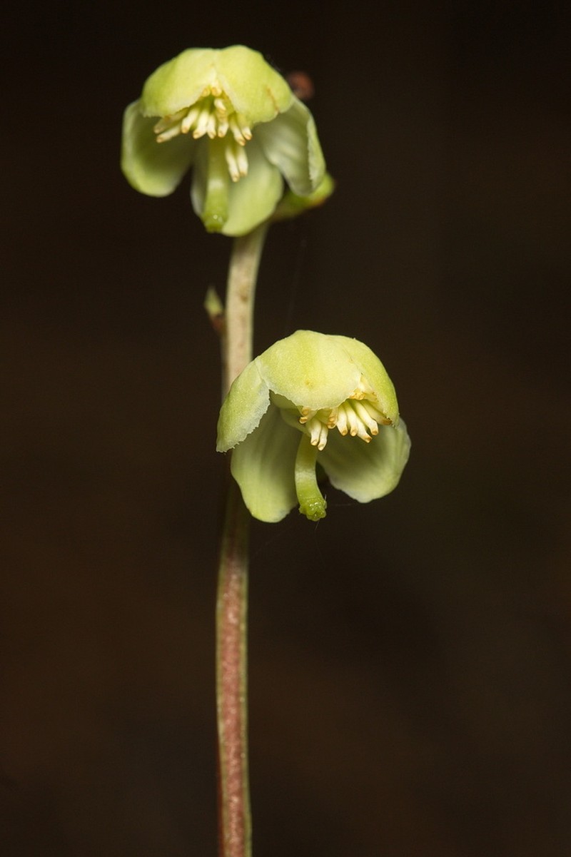 Greenflowered Wintergreen photo 6