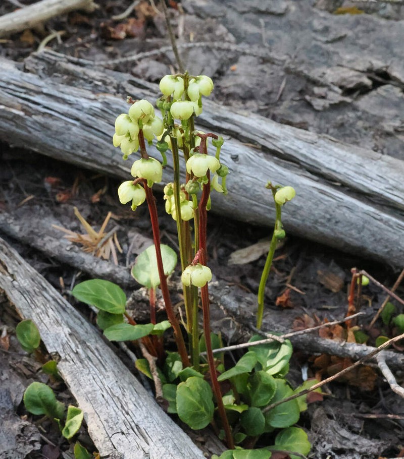 Greenflowered Wintergreen photo 7