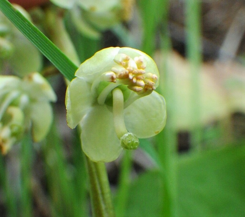 Greenflowered Wintergreen photo 8