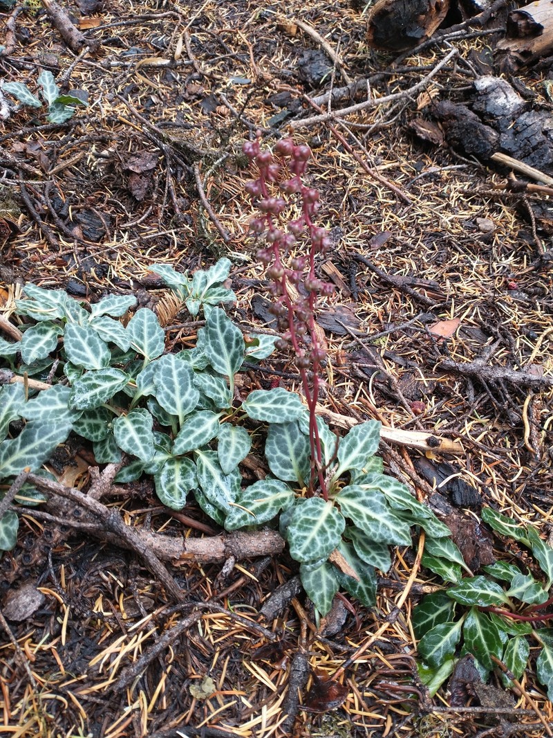 Pyrola crypta