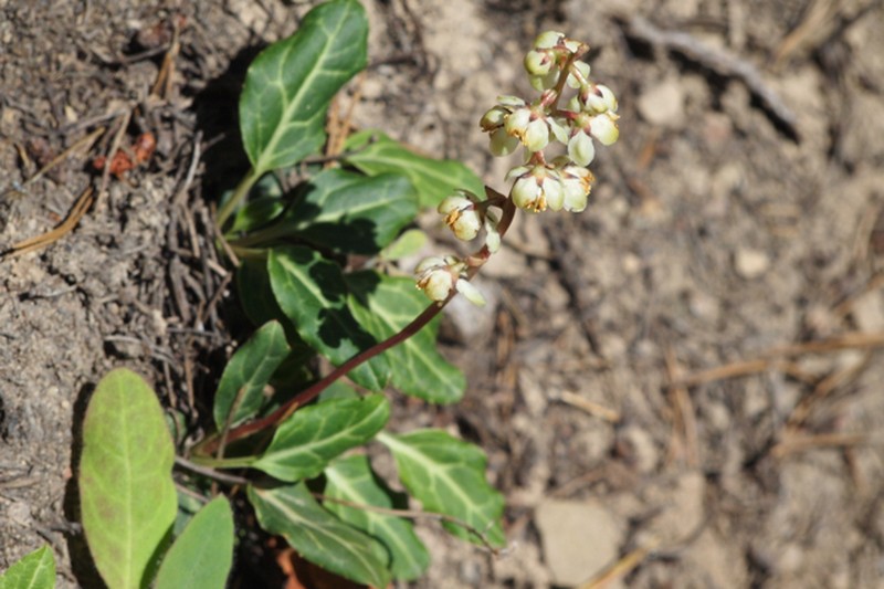 Pyrola crypta photo 2