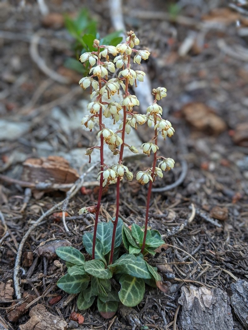 Pyrola crypta photo 3