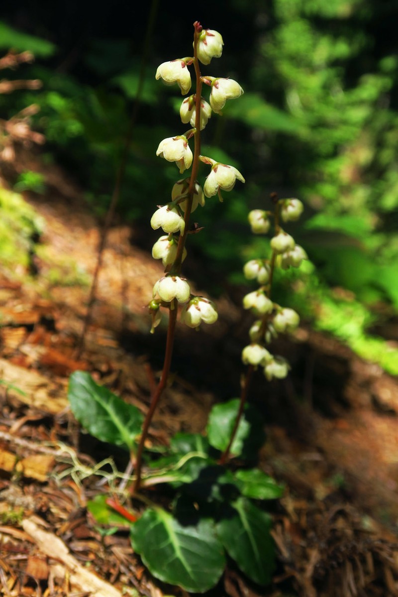 Pyrola crypta photo 4